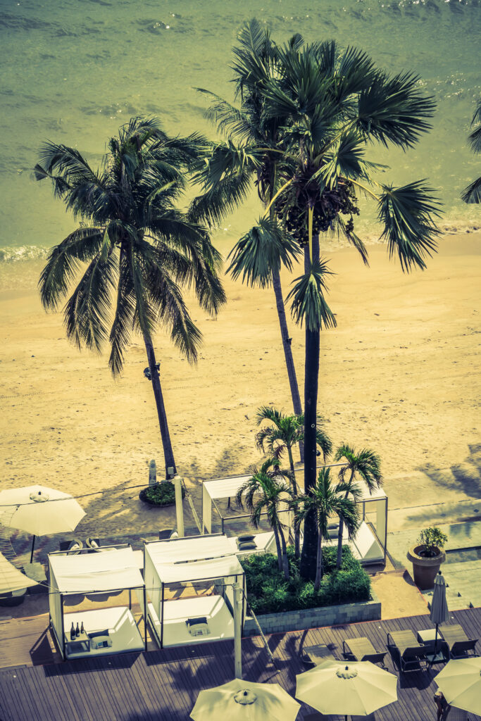 Palm tree surrounded by beach with a soft filter effect.